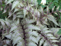 ���������� �������� ����, I