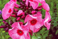 ����� ��������� �����, I