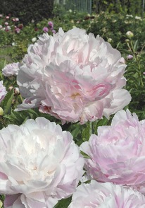 ���� ��������� ������ 3/5 n