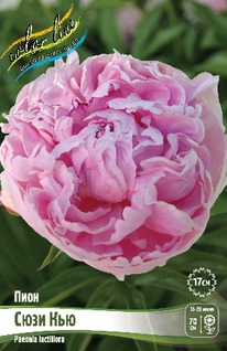 ���� ���� ��� 2/3n