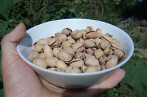 �������� ������� XL, 0,25 ��