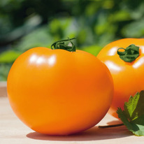 ������ ������ ������ F1 : 5�� Gavrish