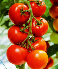 ������ ������ ������� F1: 5�� Enza Zaden