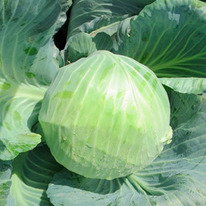 ������ ������� ������������ ������� F1 : 20�� Syngenta