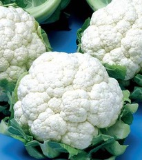 ������ ������� ������� ������ F1 : 20�� Seminis