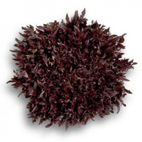 ������ ������ ������� : 25�� Rijk Zwaan