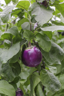 ������ ��������� ������� F1 : 5�� RIJK ZWAAN