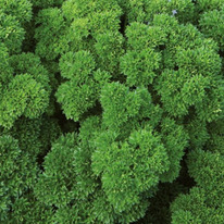 ������ �������� ���� 1 ��. ENZA ZADEN