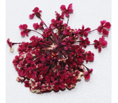 Severina  Dried flowers  Fm26 
