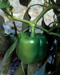 ������ ����� ������ F1: 5 ��. Syngenta