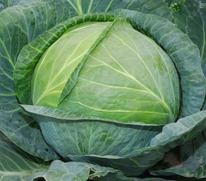 ������ ������� ������������ �������� F1 : 20�� Syngenta