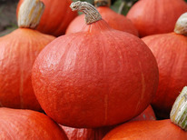 ������ ����� ����� ������ : 5�� Enza Zaden