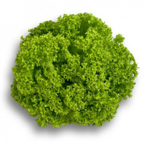 ������ ������ ������ : 25�� Rijk Zwaan