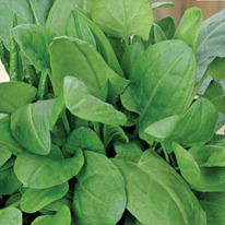 ������ ������ 1 ��.